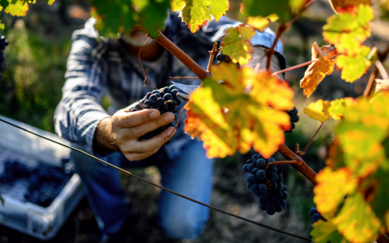 Prepare for 2024: CA DPR Changes, Bulk Wine Trends & Funding Sustainable Projects